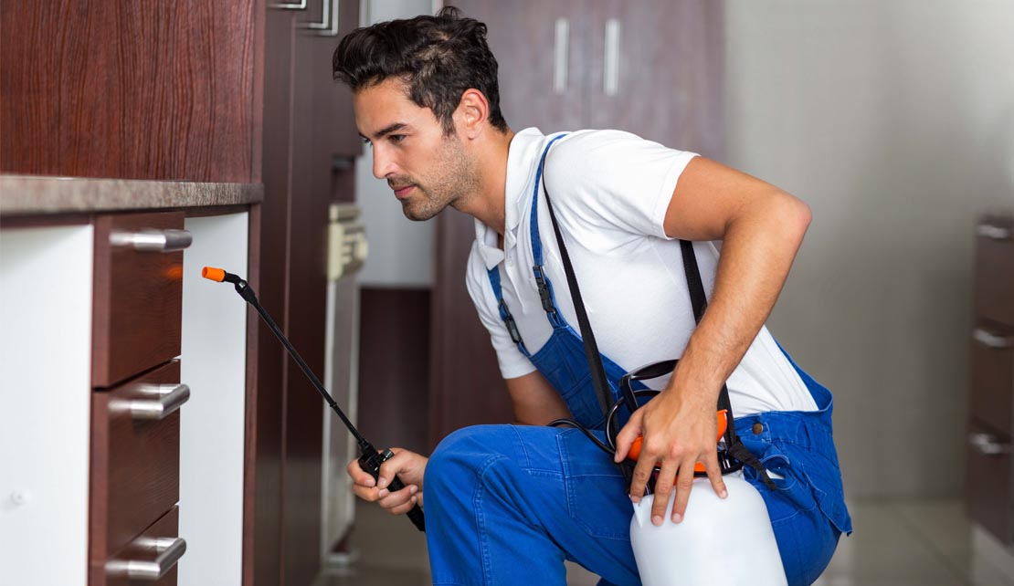 مكافحة البق