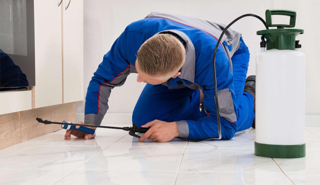 ابادة الحشرات